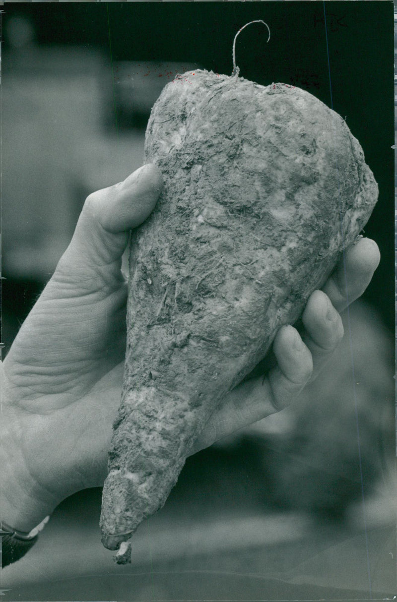 The sugar beet. - Vintage Photograph