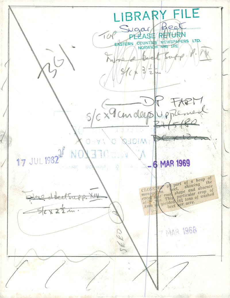 The sugar beet. - Vintage Photograph