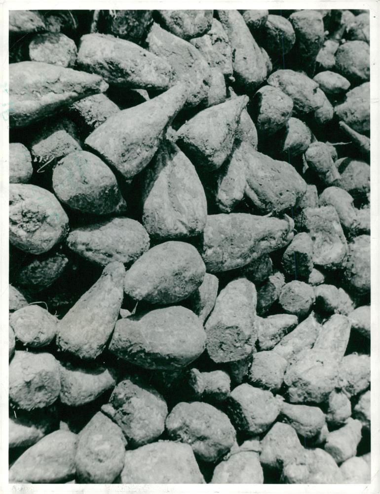 The sugar beet. - Vintage Photograph