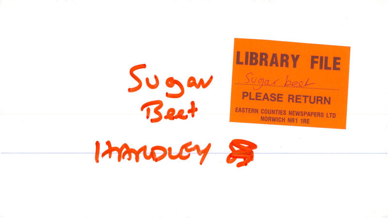 Sugar beet harvest. - Vintage Photograph