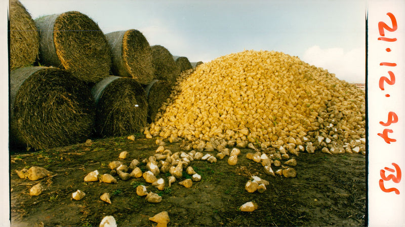 Sugar beet harvest. - Vintage Photograph