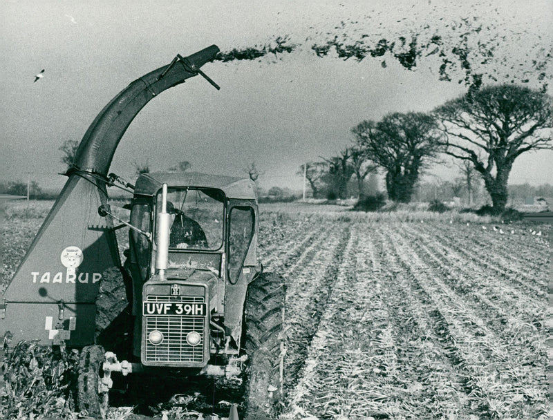 With the heavy rain subsiding, the sugar beet harvest continues after a two-week standstill. - Vintage Photograph