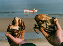 Shellfish - Crown Crabs - Vintage Photograph