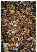 Autumn - Vintage Photograph