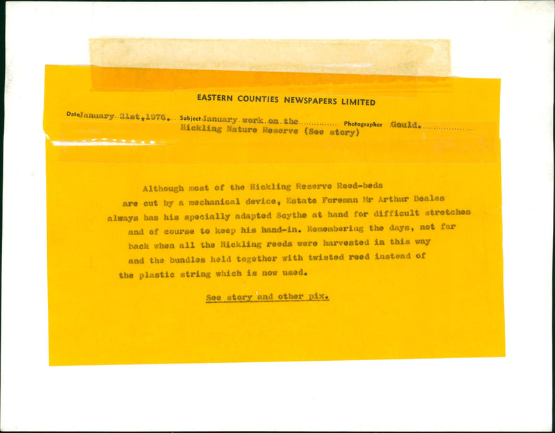 Rural Industries : Hickling  Nature Reserve - Vintage Photograph