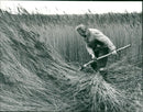 Rural Industries : Hickling  Nature Reserve - Vintage Photograph