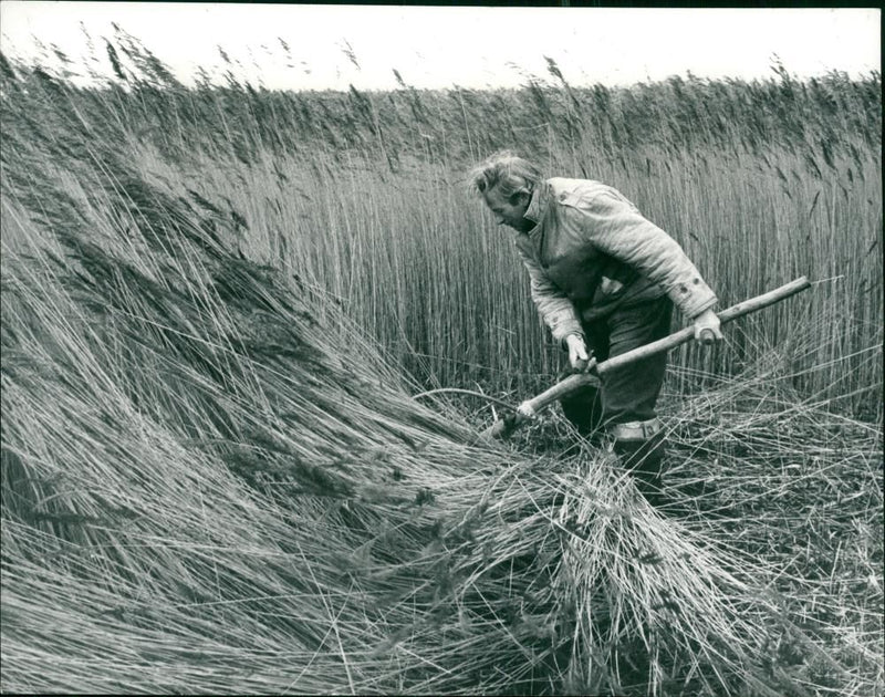 Rural Industries : Hickling  Nature Reserve - Vintage Photograph