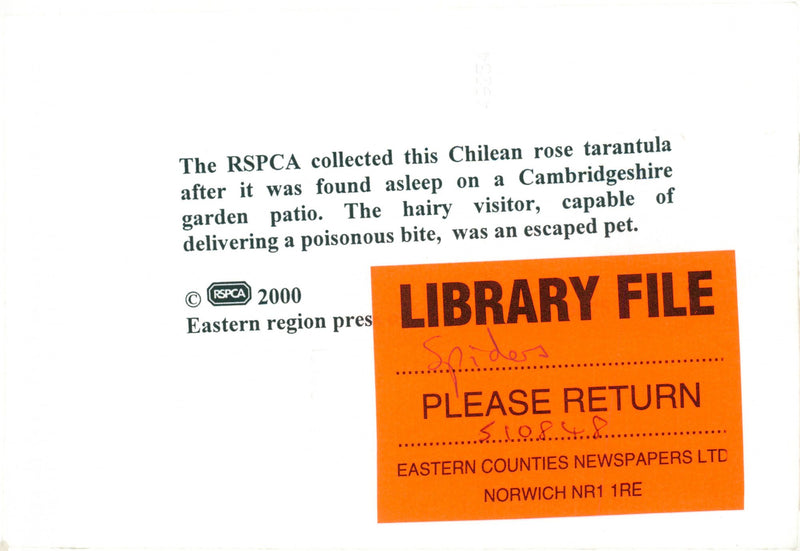 The RSPCA collected this Chilean rose tarantula after it was found asleep on a Cambridgeshire garden patio. - Vintage Photograph