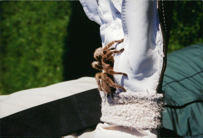 The RSPCA collected this Chilean rose tarantula after it was found asleep on a Cambridgeshire garden patio. - Vintage Photograph