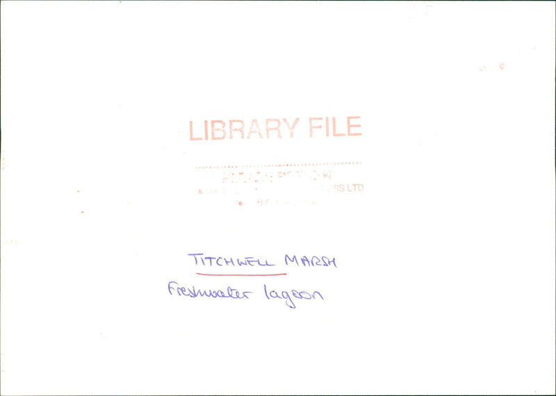 Titchwell Marsh. - Vintage Photograph