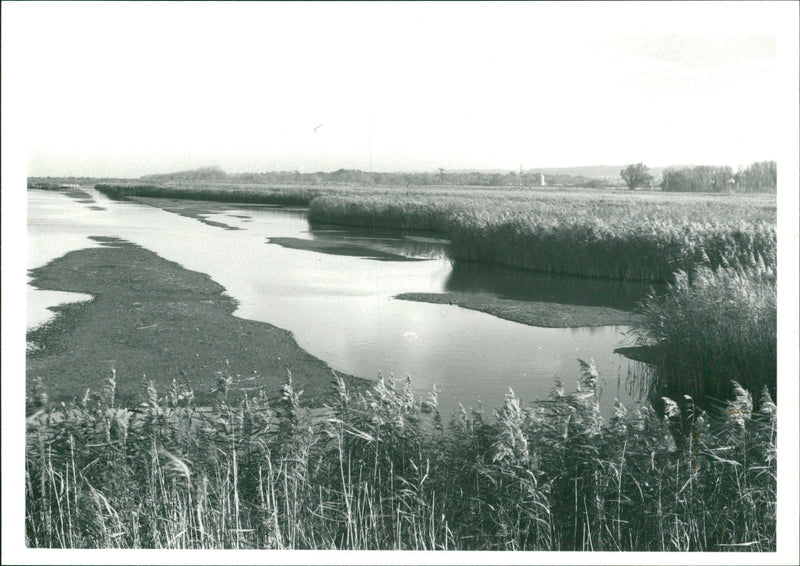 Titchwell Marsh. - Vintage Photograph