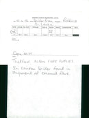 Sri Lanka Spider. - Vintage Photograph