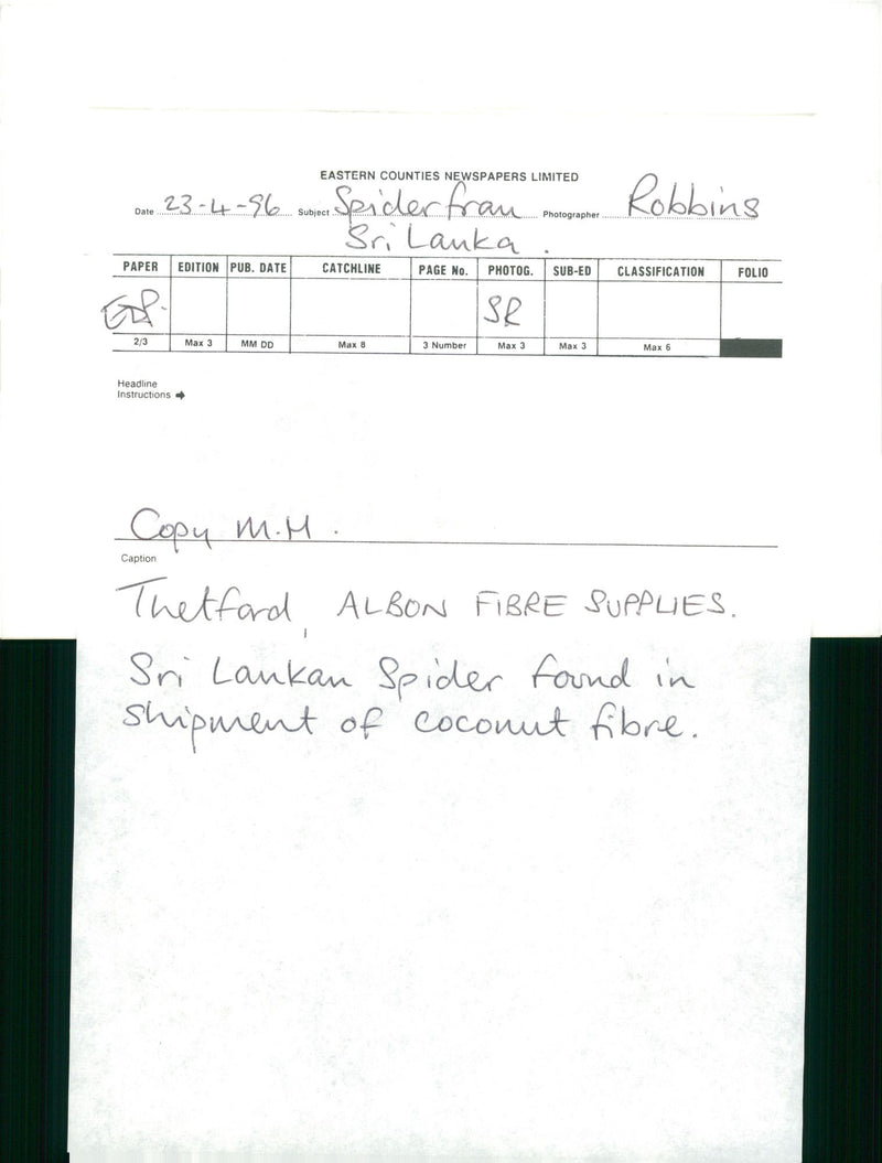 Sri Lanka Spider. - Vintage Photograph