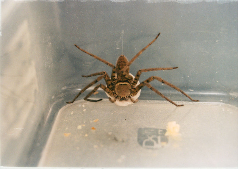 Sri Lanka Spider. - Vintage Photograph