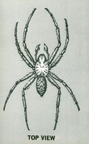 Spiders. - Vintage Photograph