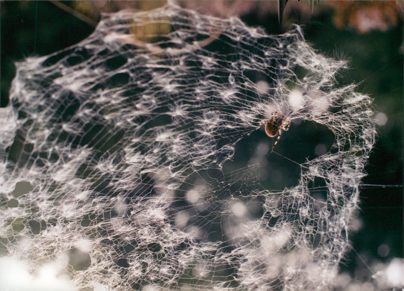 Spiders. - Vintage Photograph