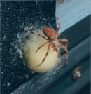 The mystery red spider which may have traveled in the suitcase from Crete. - Vintage Photograph