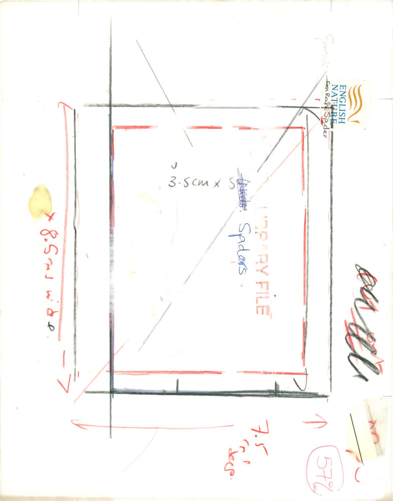 Spiders. - Vintage Photograph