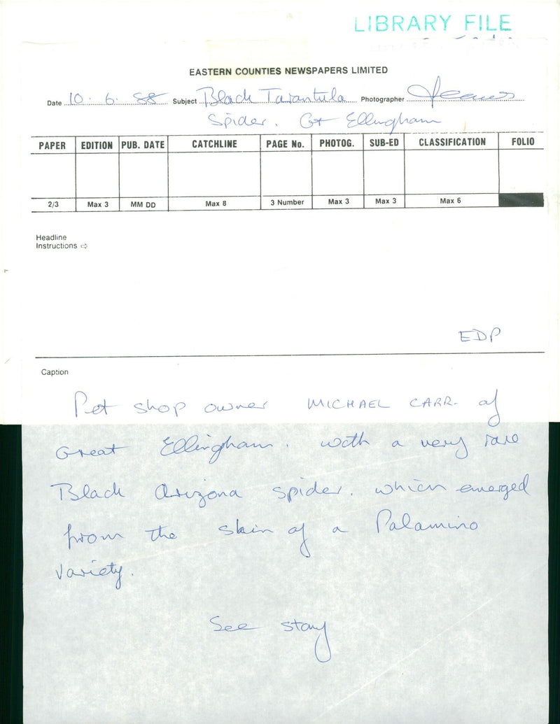 Black spider tarantula. - Vintage Photograph