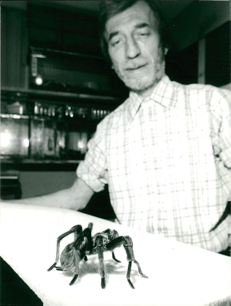 Black spider tarantula. - Vintage Photograph