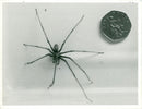 Large house spider at Drayton. - Vintage Photograph