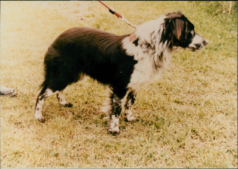 RSPCA,Rescued Dog - Vintage Photograph