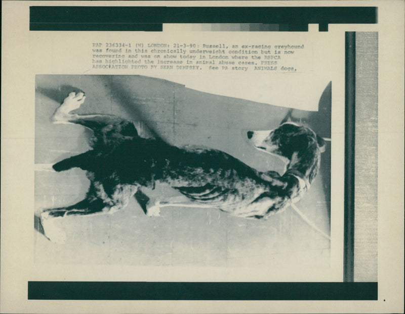 RSPCA, Rescued Greyhound Dog - Vintage Photograph