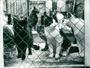 RSPCA Cat Sanctuary - Vintage Photograph