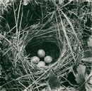 Whitethroat Nest - Vintage Photograph
