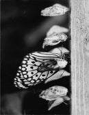 Butterfly. - Vintage Photograph