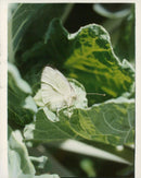 Cabbage White butterfly. - Vintage Photograph