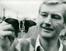 Butterfly. - Vintage Photograph