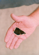 Camberwell beauty. - Vintage Photograph