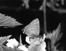 White-letter hairstreak. - Vintage Photograph