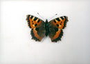 View of a peacock butterfly. - Vintage Photograph