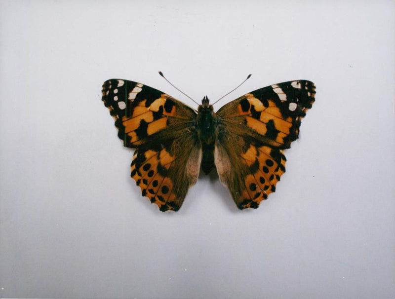 View of a peacock butterfly. - Vintage Photograph