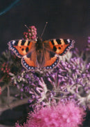 View of a peacock butterfly. - Vintage Photograph