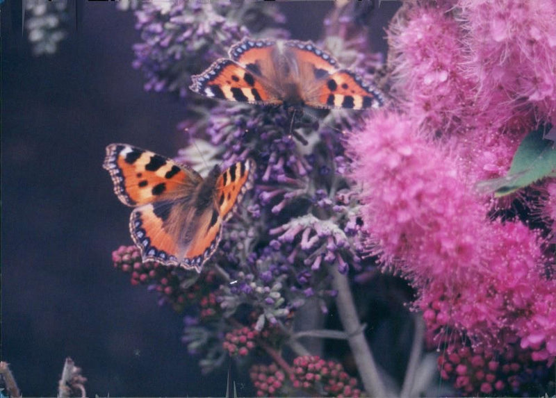 View of a peacock butterfly. - Vintage Photograph