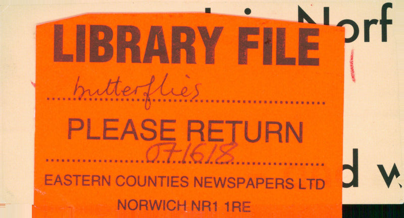 View of a peacock butterfly. - Vintage Photograph