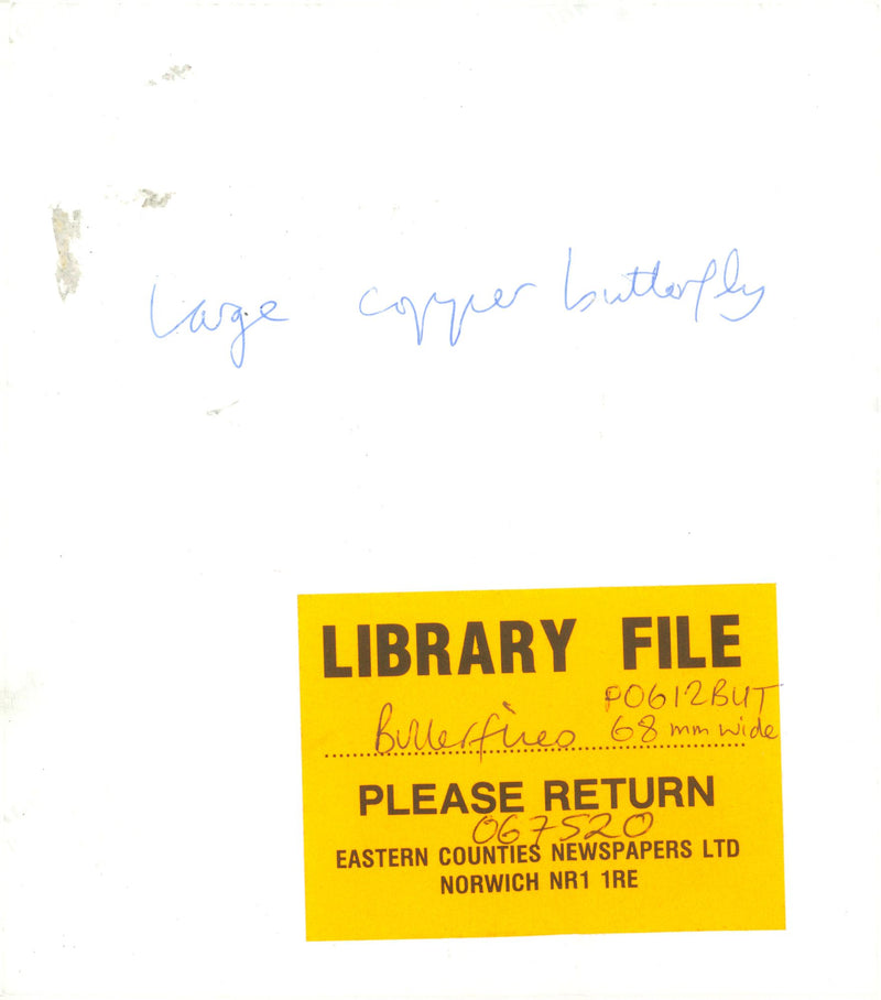 View of a peacock butterfly. - Vintage Photograph