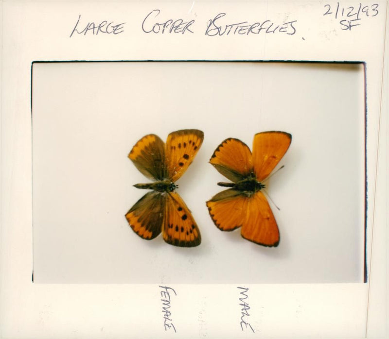 View of a peacock butterfly. - Vintage Photograph