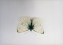 View of a peacock butterfly. - Vintage Photograph