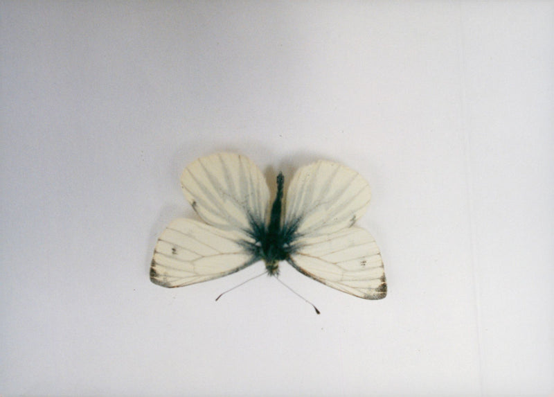 View of a peacock butterfly. - Vintage Photograph