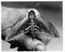 View of a peacock butterfly. - Vintage Photograph