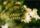 View of a peacock butterfly. - Vintage Photograph