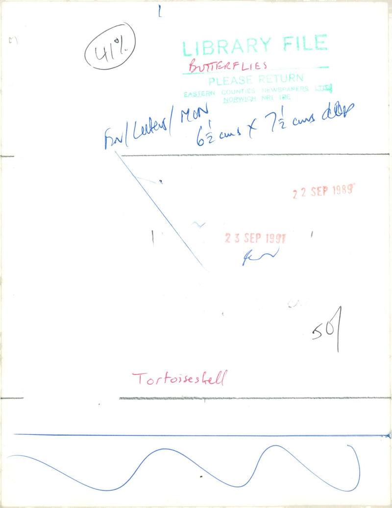 View of a peacock butterfly. - Vintage Photograph