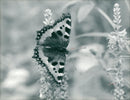 View of a peacock butterfly. - Vintage Photograph