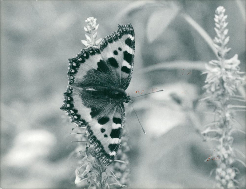 View of a peacock butterfly. - Vintage Photograph