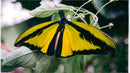 View of a peacock butterfly. - Vintage Photograph
