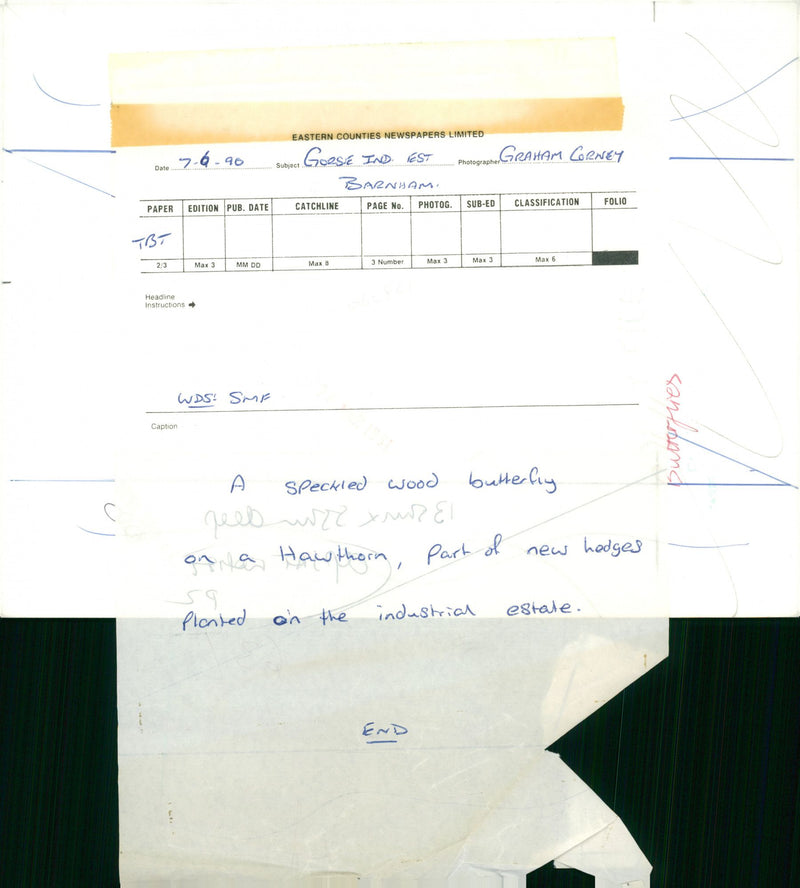 View of a peacock butterfly. - Vintage Photograph